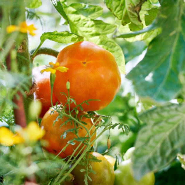 Mazzolis4_630x410_NY